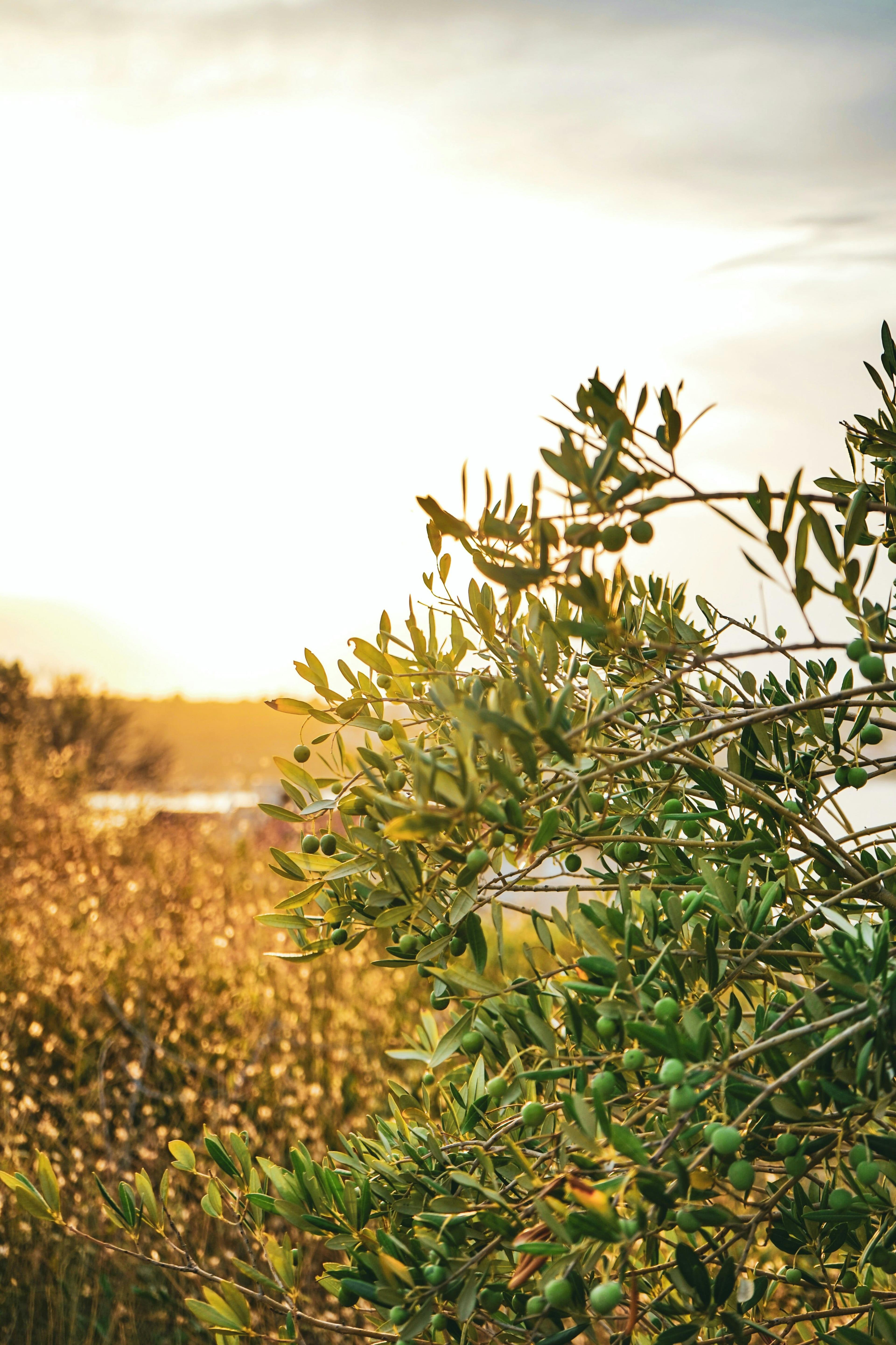 photo d'olivier au coucher de soleil zoomée sur les feuilles
