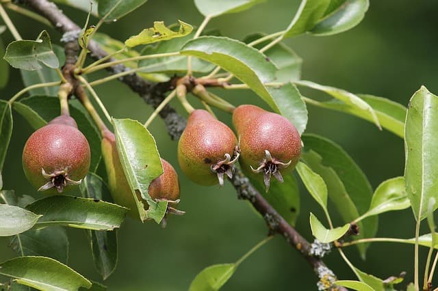 Arbres Fruitiers
