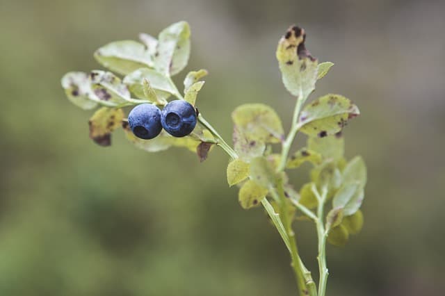 Arbustes Fruitiers
