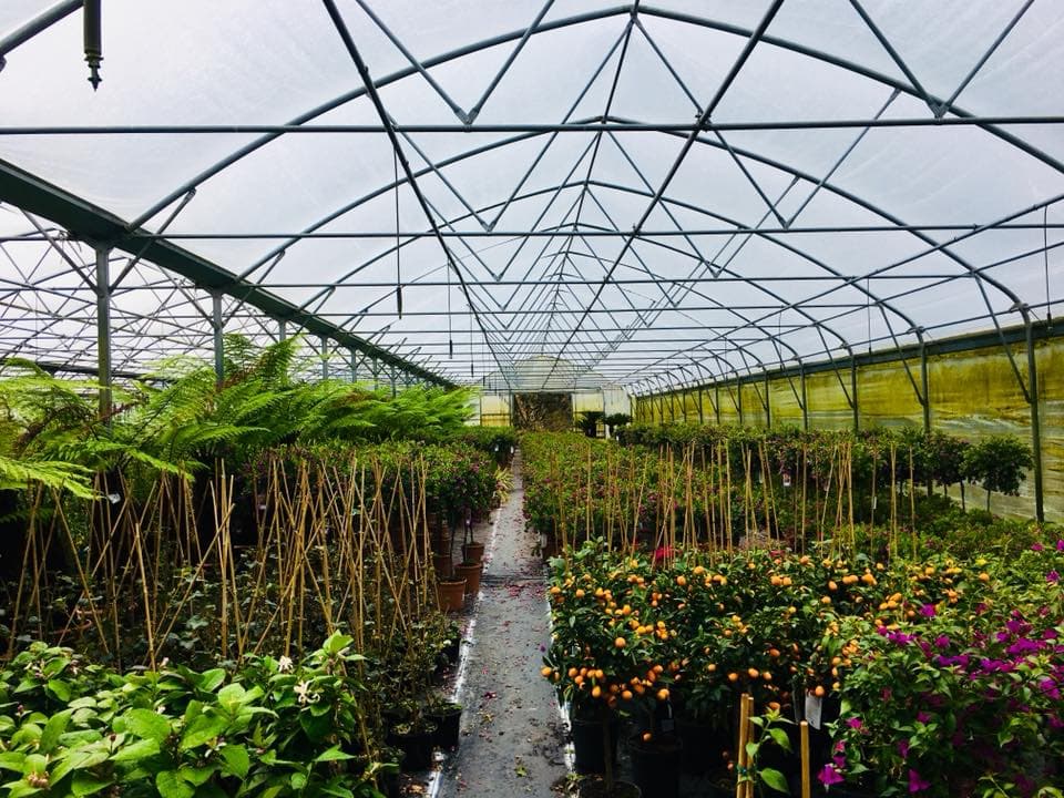 Intérieur d'une serre dans la pépinière