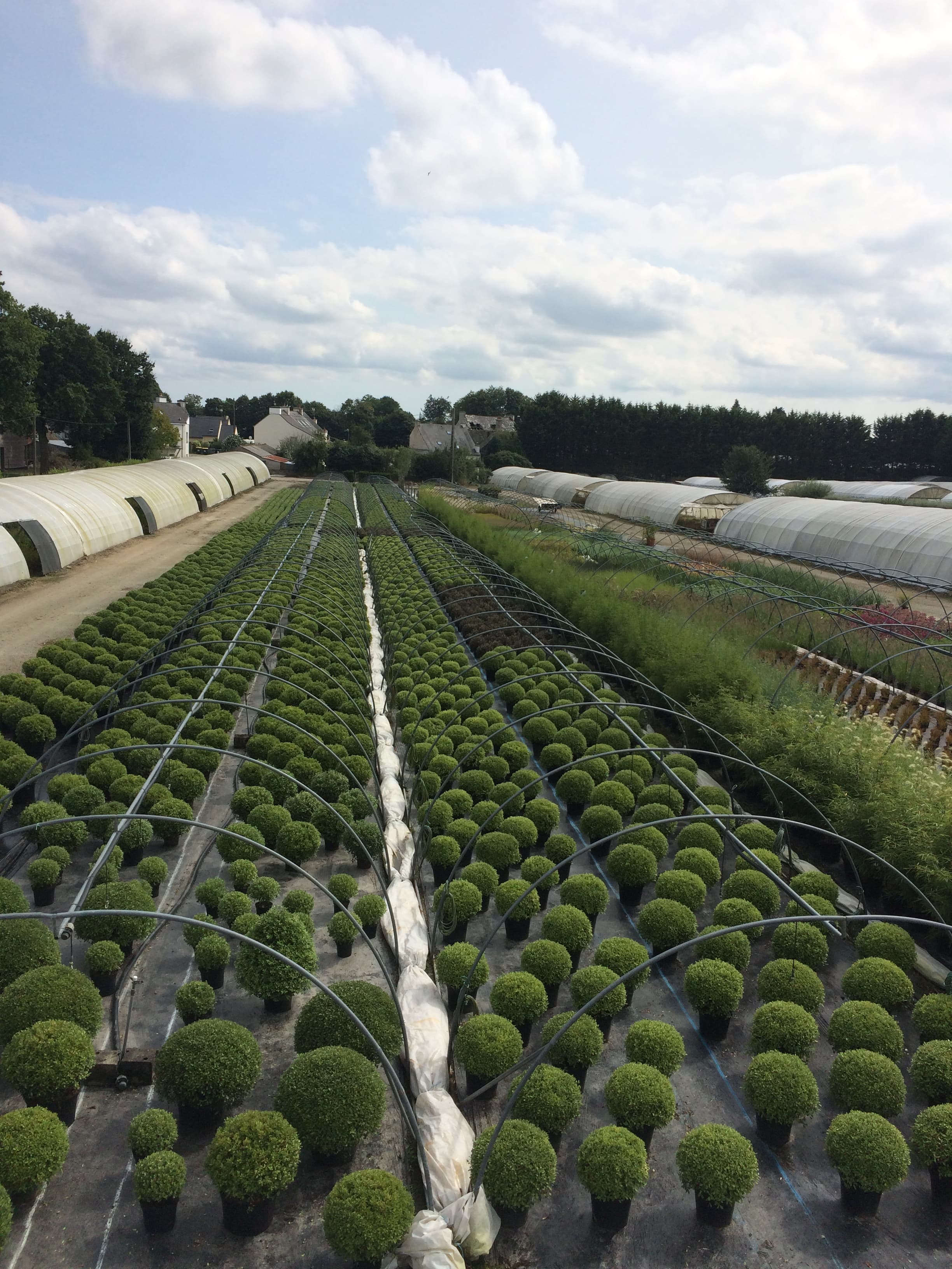 rangées de plantes dans la pépinière