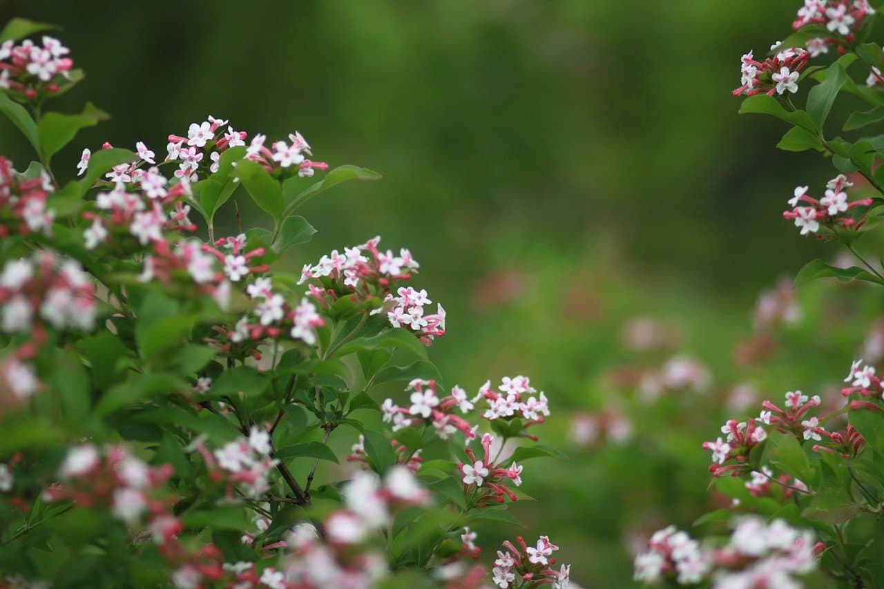 fleurs blanches sur fond vert