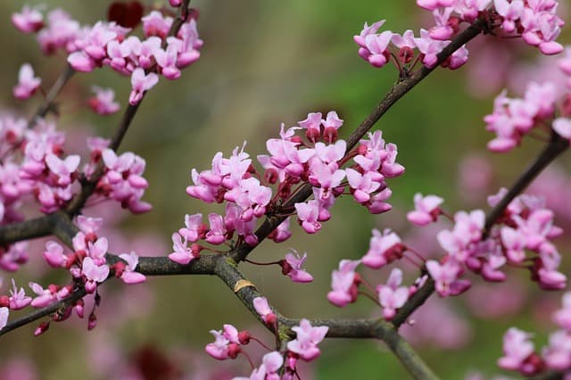 Arbres petits conteneurs