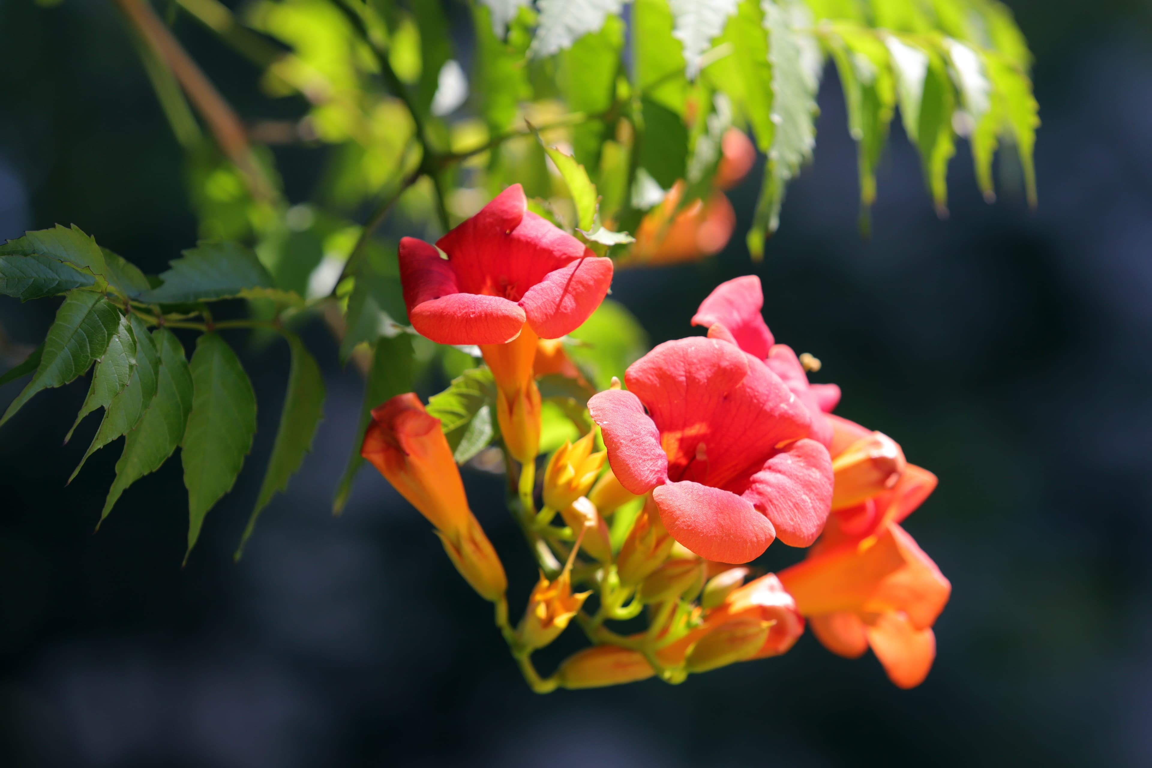 Plantes grimpantes
