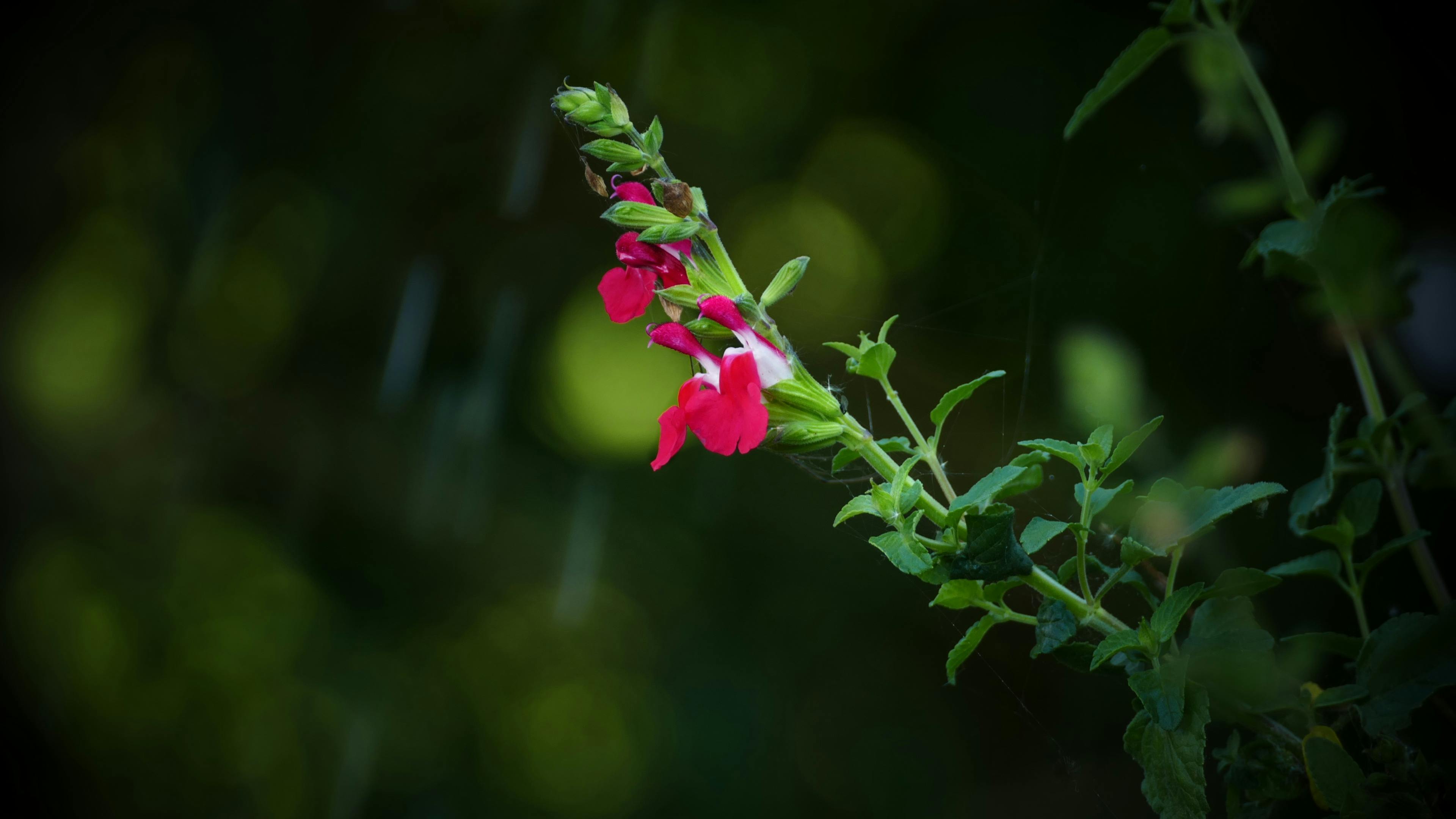 photo d'une plante avec fleur rouge'